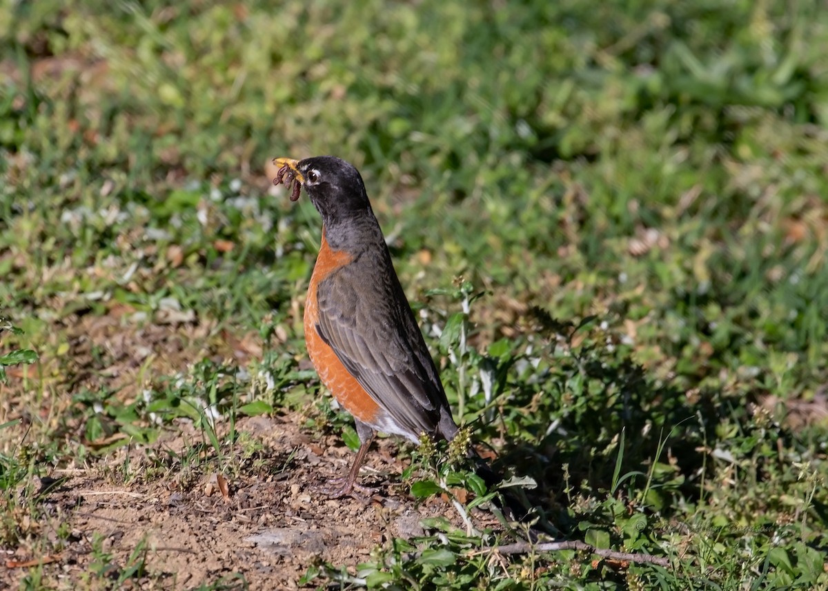 American Robin - Allen Boynton