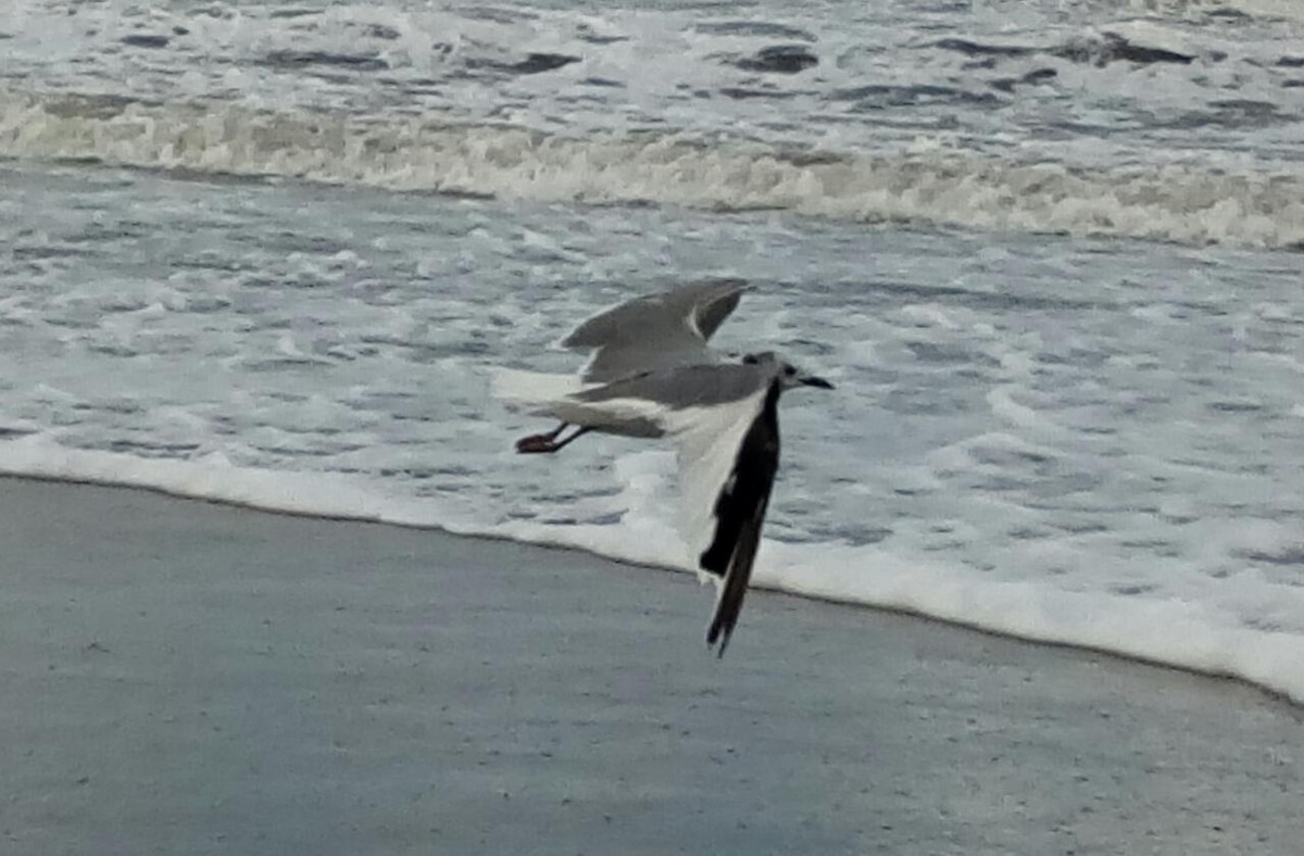 Sabine's Gull - ML334345651