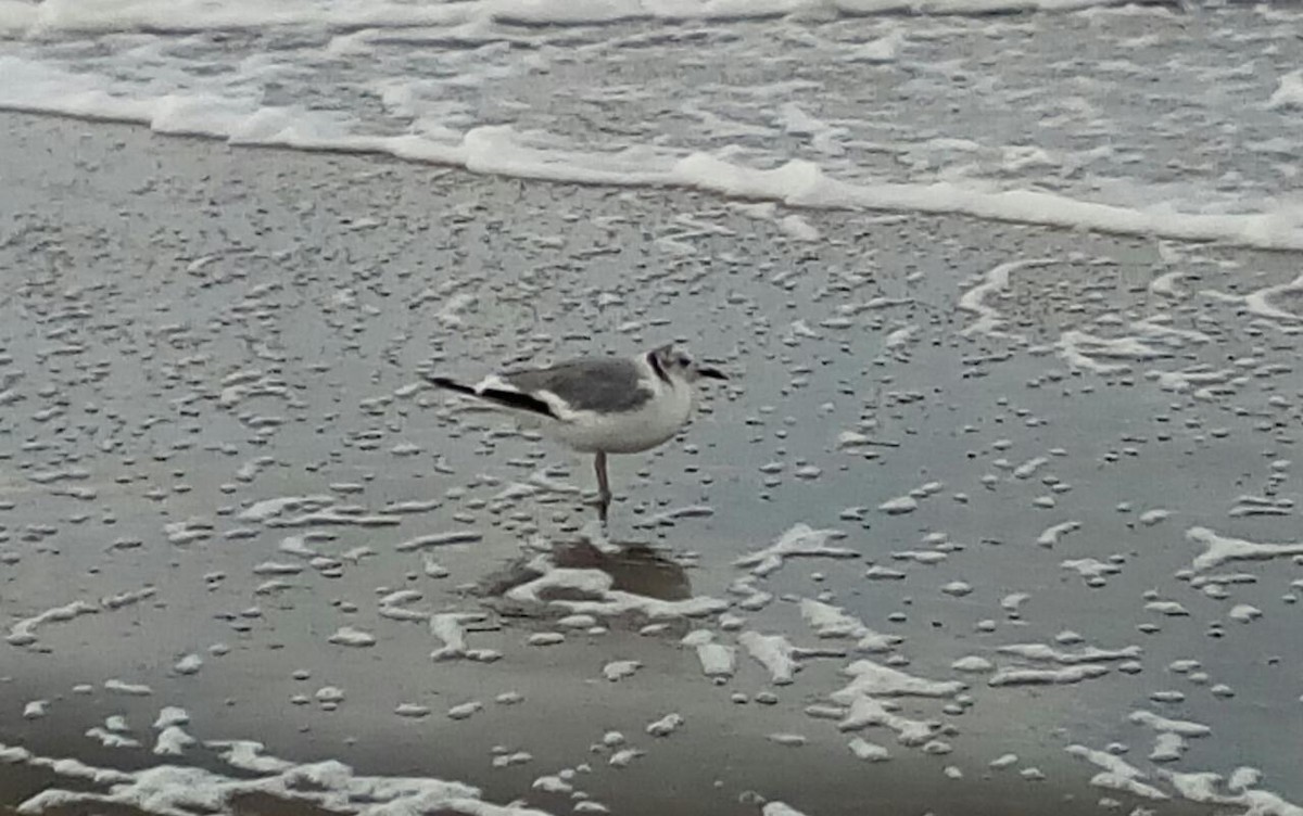 Sabine's Gull - ML334345671