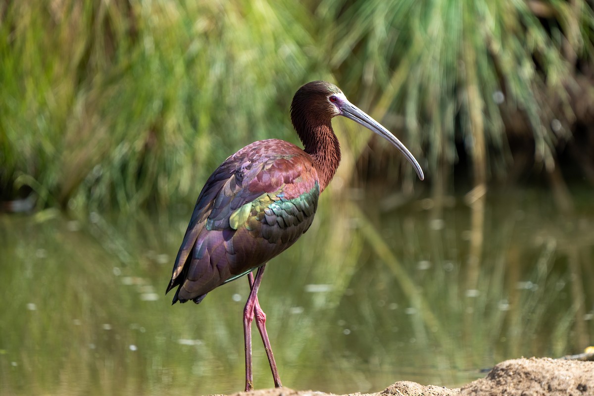 White-faced Ibis - ML334345921