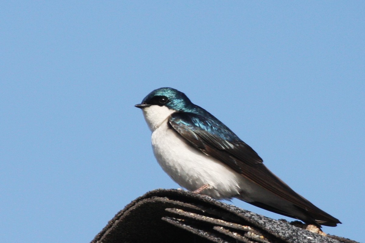 Golondrina Bicolor - ML334345991