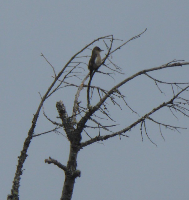 Olive-sided Flycatcher - ML334346171