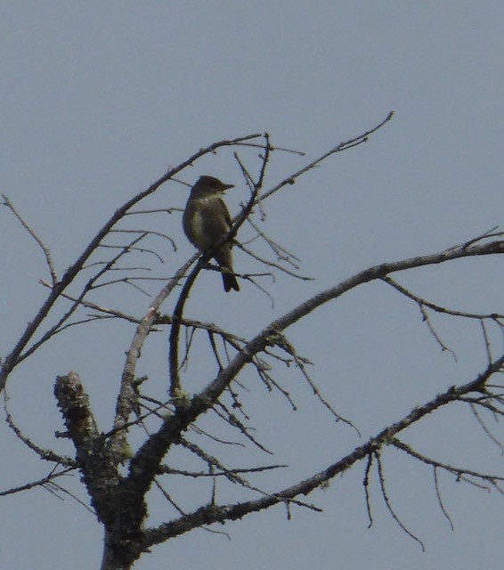 Olive-sided Flycatcher - ML334346181