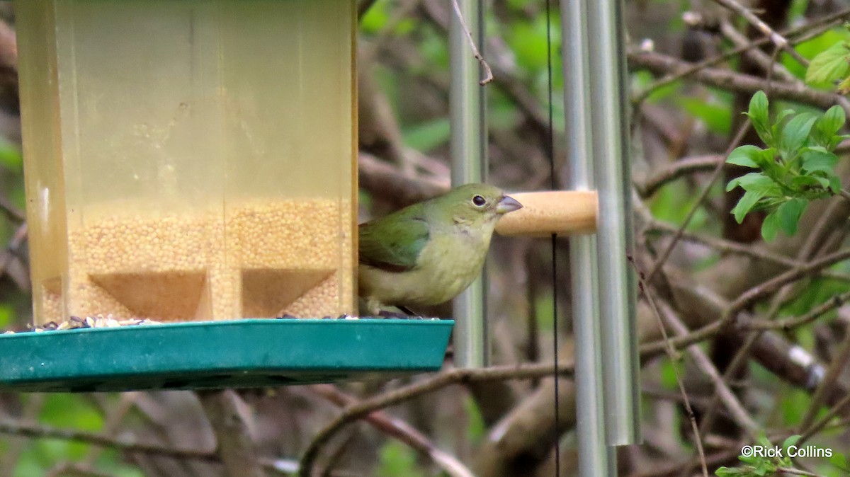 Painted Bunting - Rick Collins