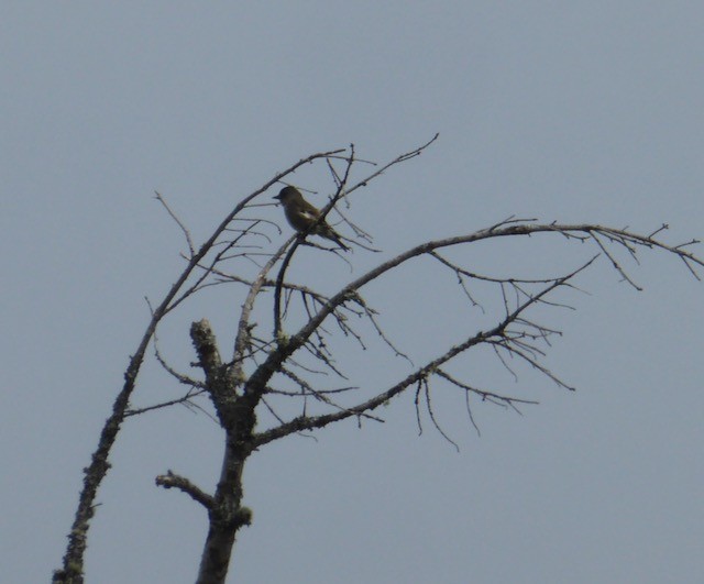 Olive-sided Flycatcher - ML334346801
