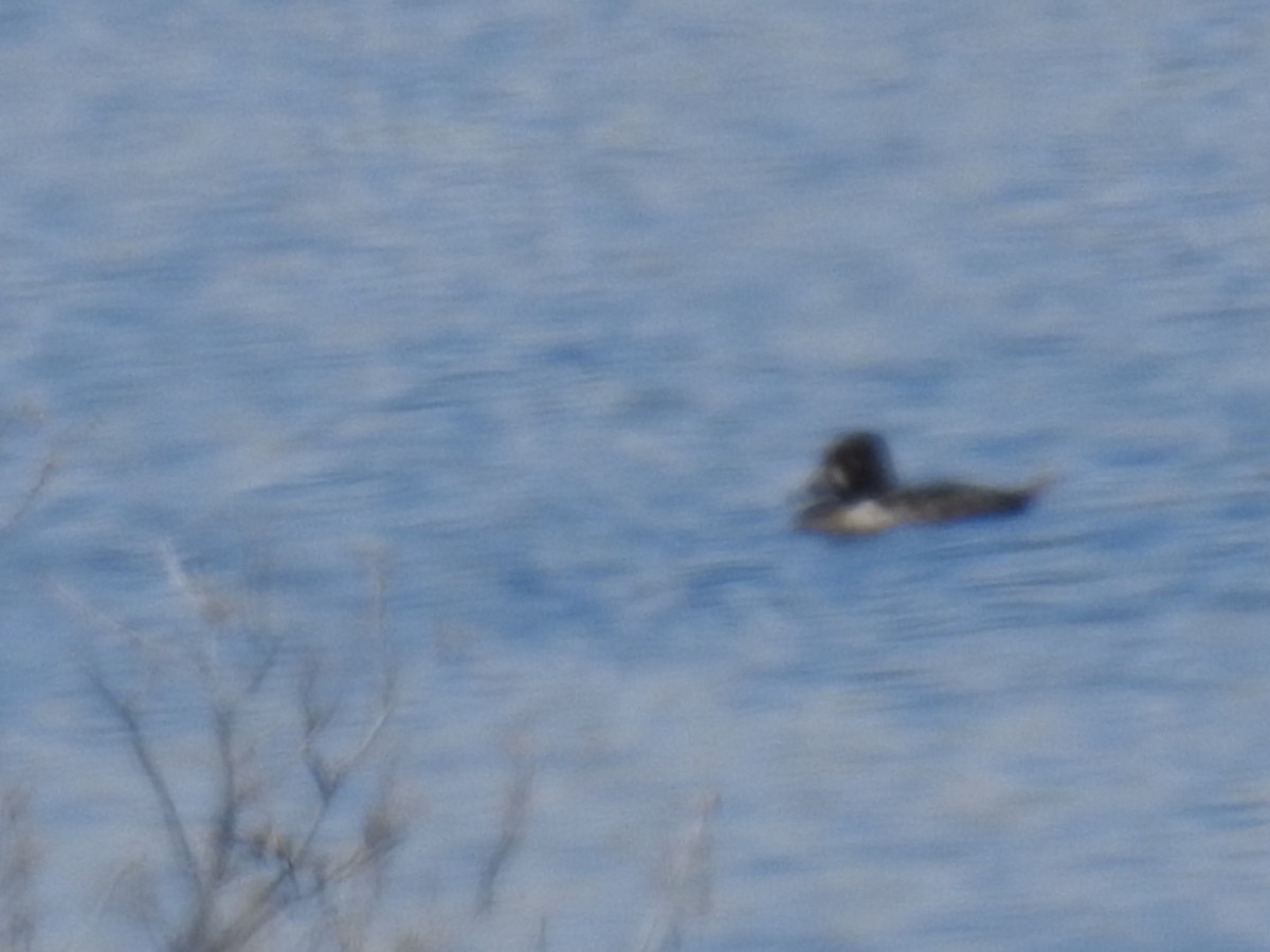 Ring-necked Duck - ML33434821