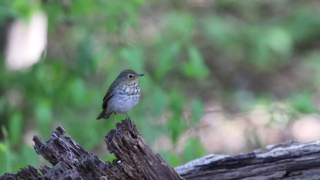 Swainson's Thrush (Olive-backed) - ML334349821