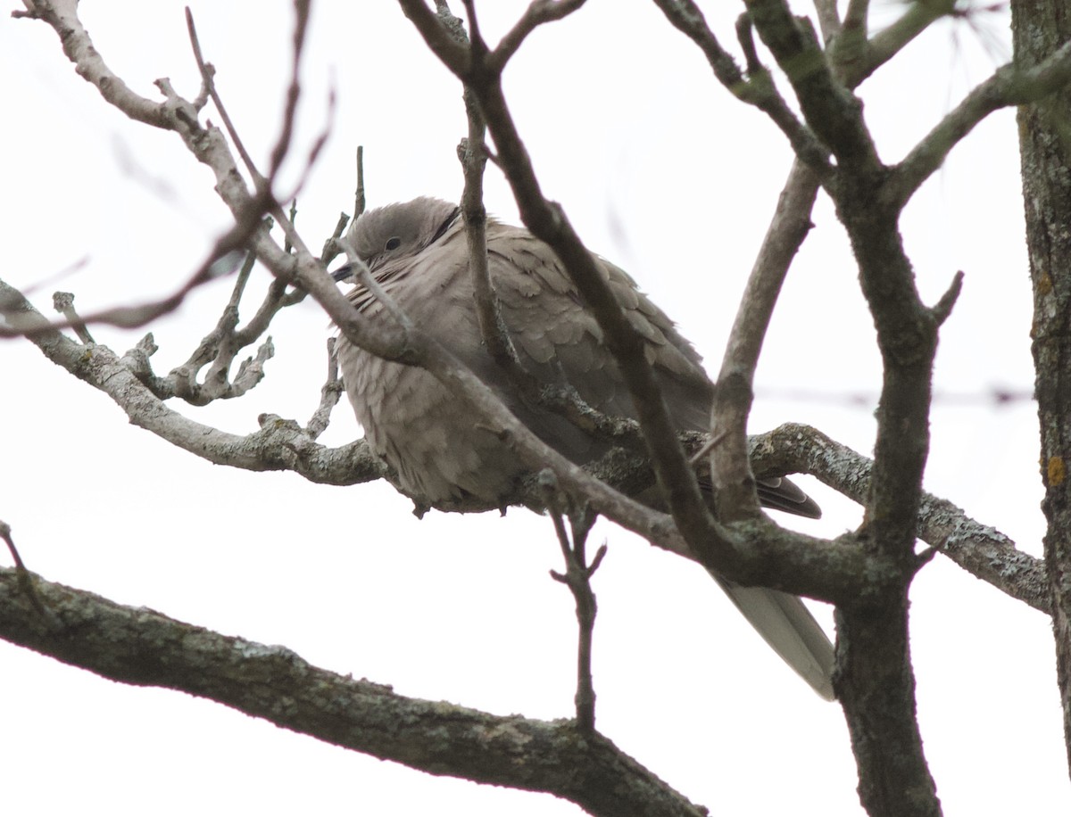 Eurasian Collared-Dove - ML334350511