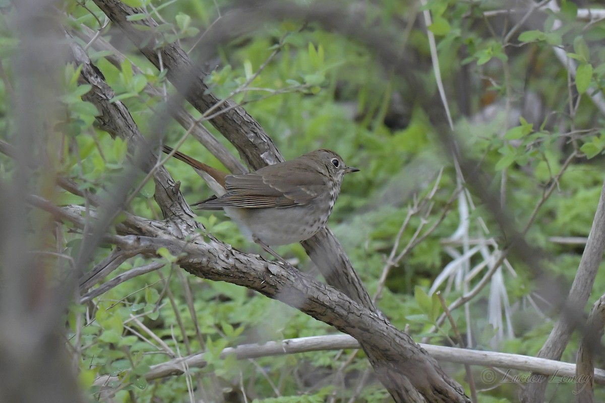 קיכלי חלוד-זנב - ML334352961