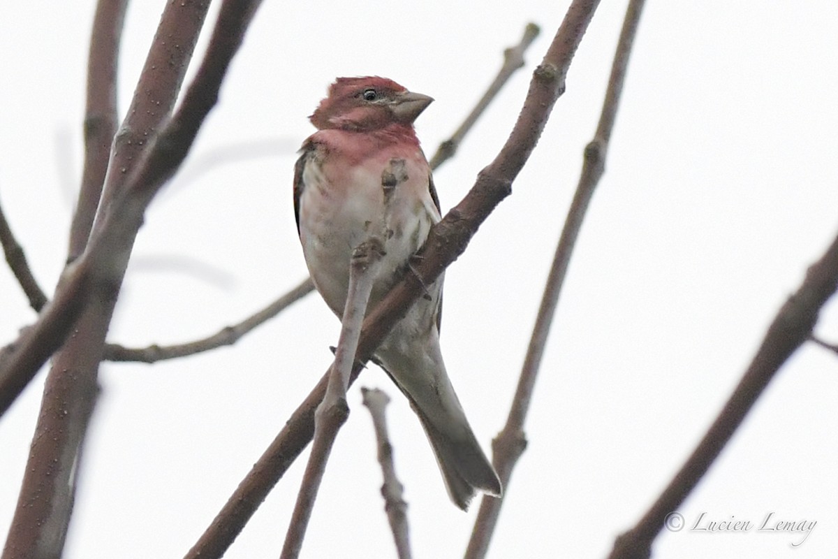 Purple Finch - ML334353531