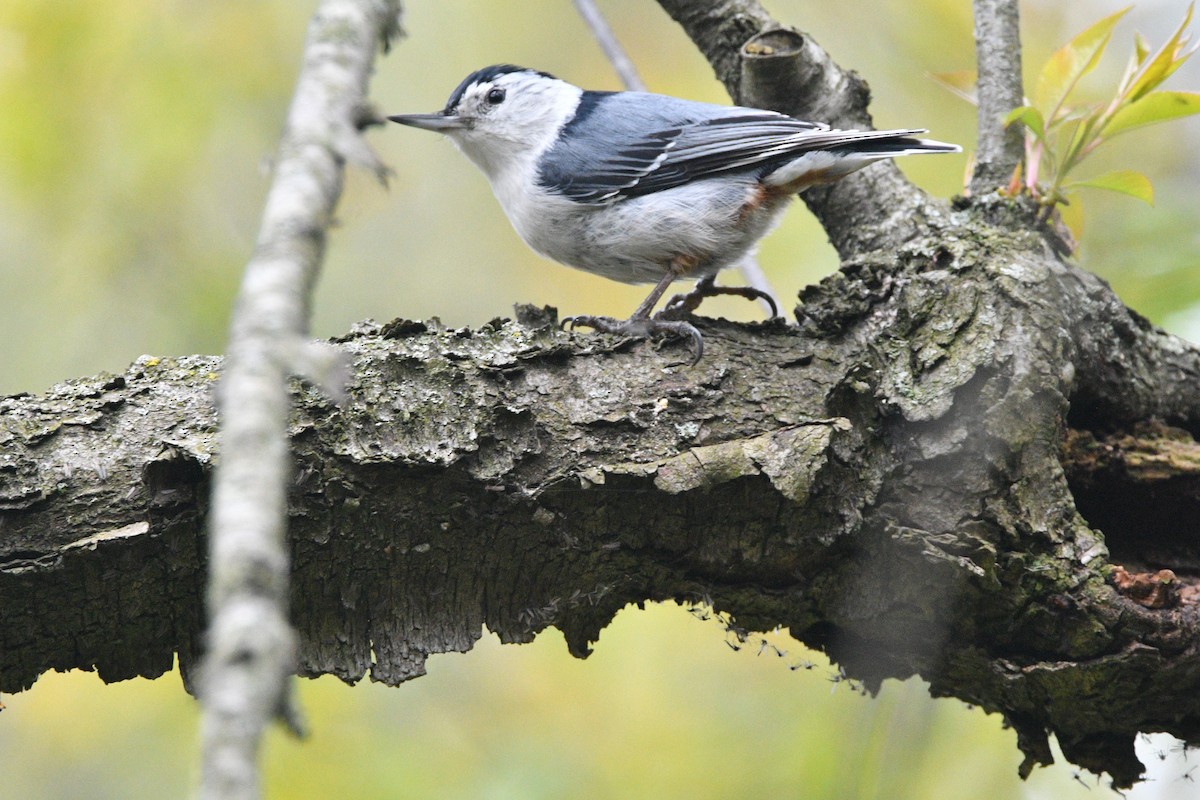 White-breasted Nuthatch - ML334353951