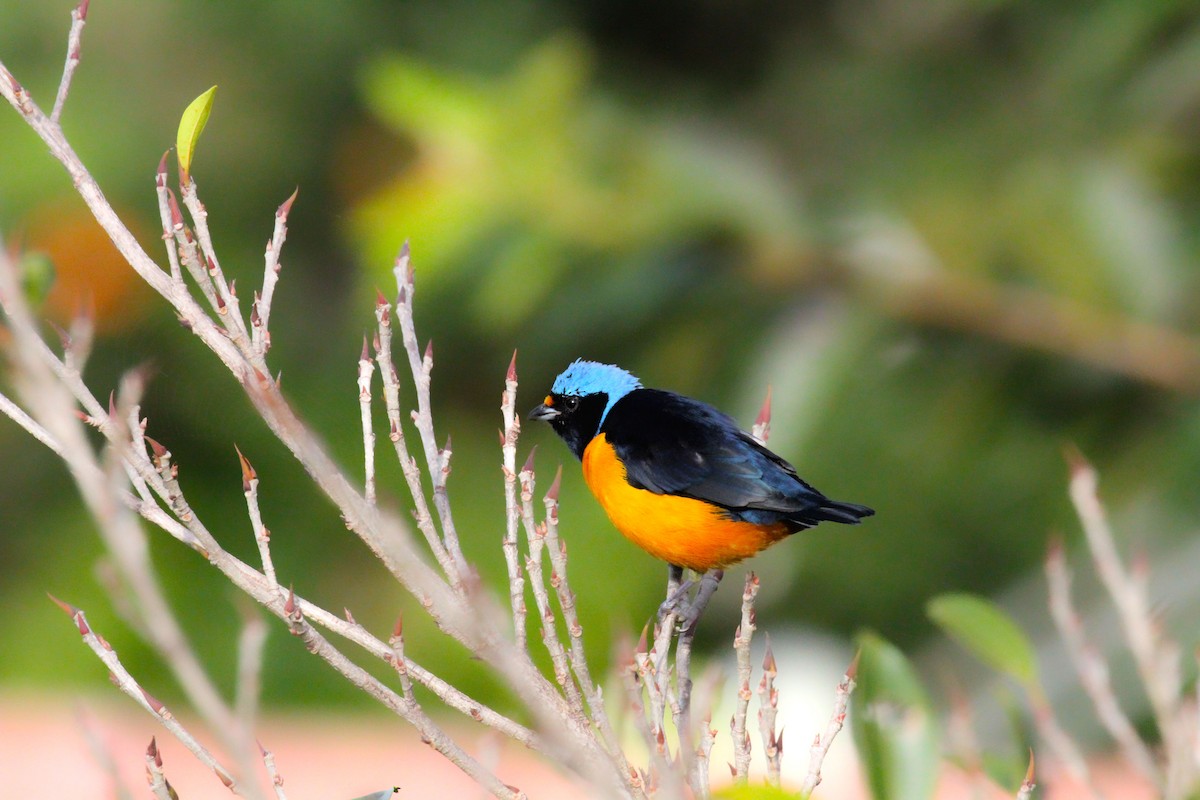 Elegant Euphonia - renzo sturmo