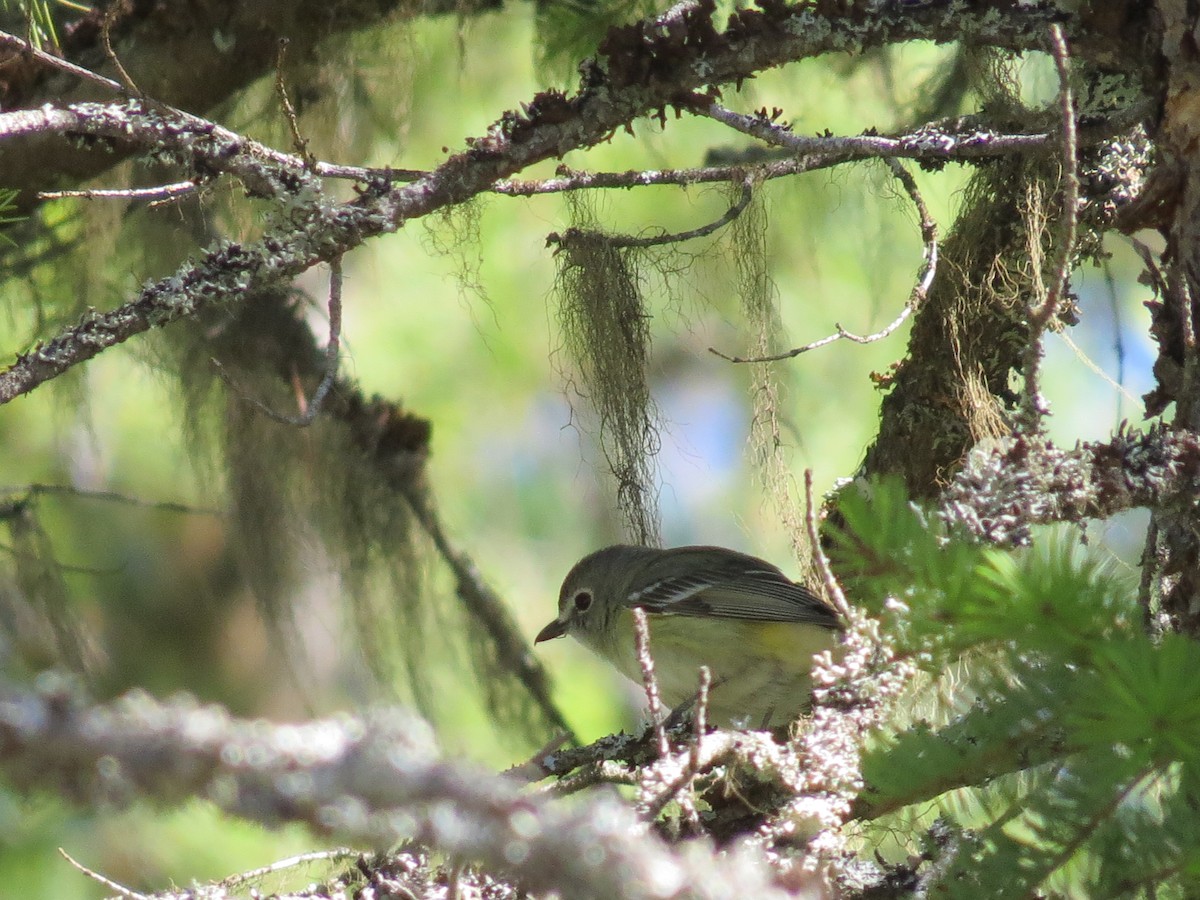 Cassin's Vireo - ML334354181