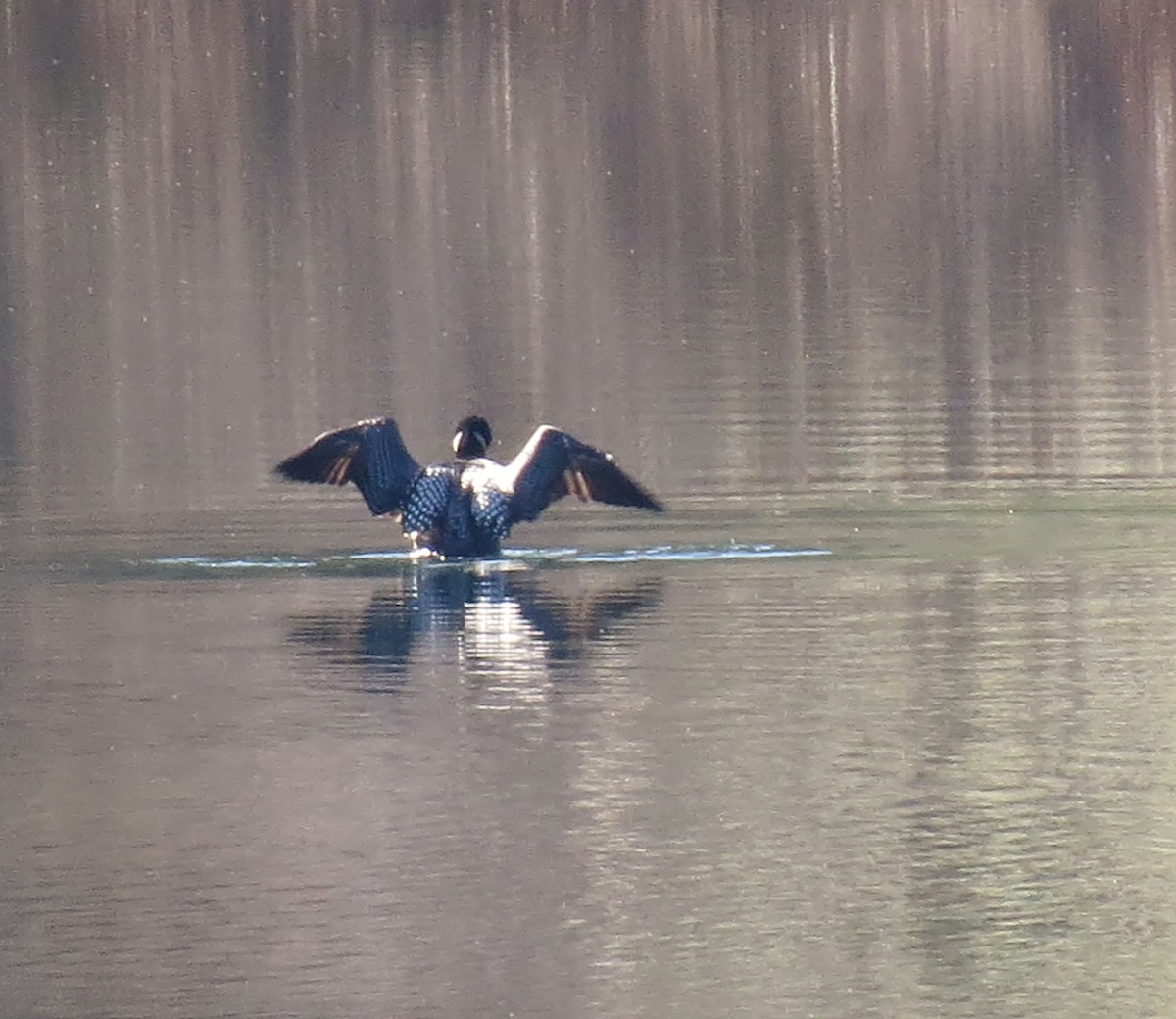 Plongeon huard - ML334354871