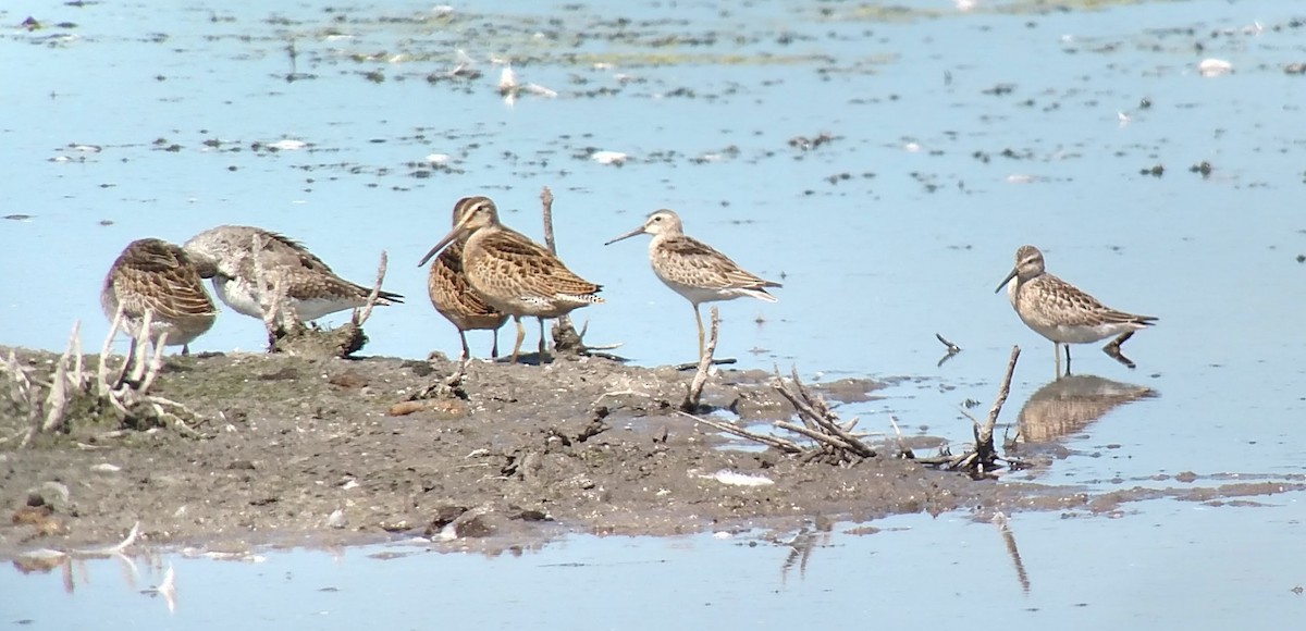 Stilt Sandpiper - David Nicosia