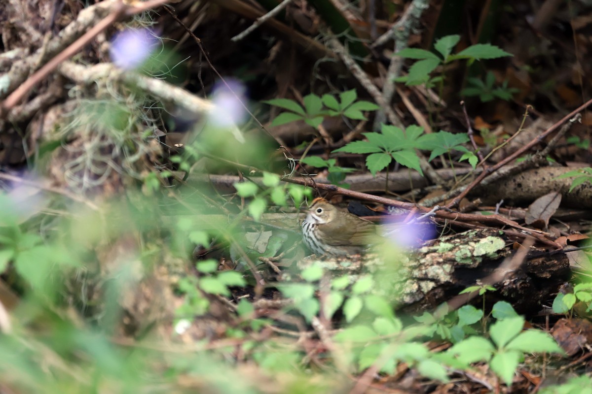 Ovenbird - ML334355331