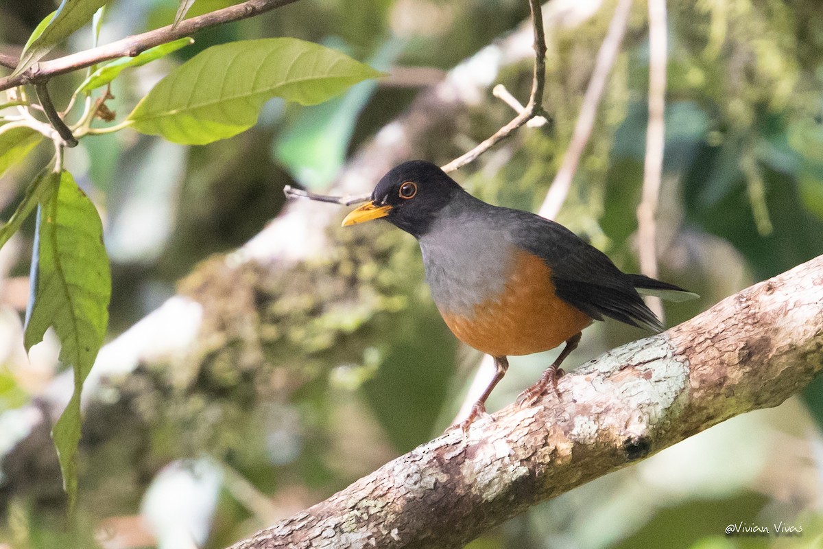 Chestnut-bellied Thrush - Vivian Vivas