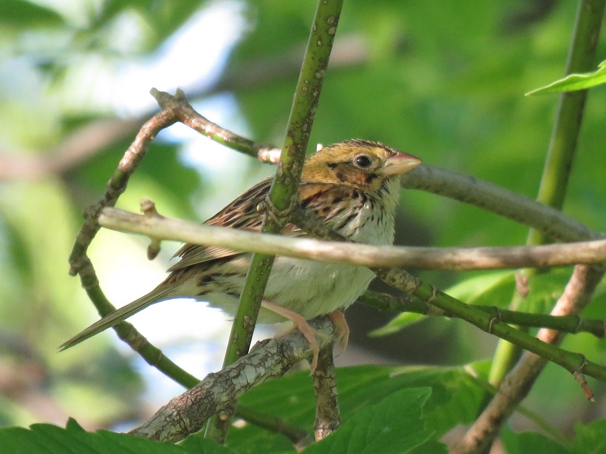 Henslow's Sparrow - ML334355951