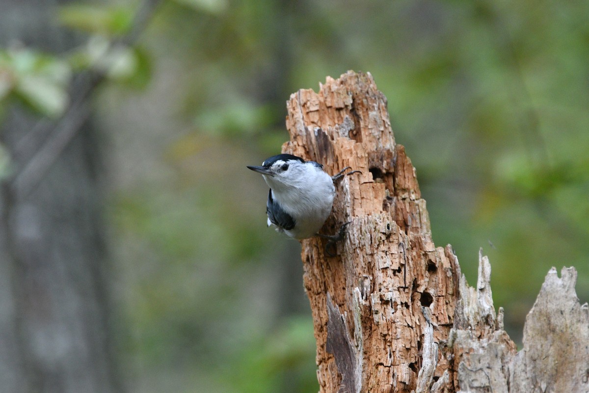 White-breasted Nuthatch - ML334356141