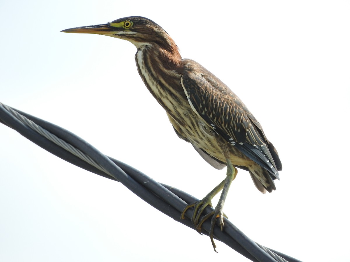 Green Heron - ML33435641