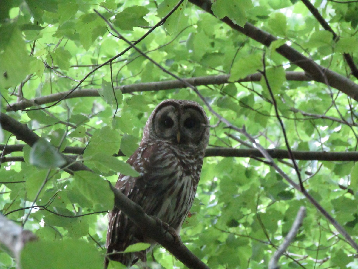 Barred Owl - ML334356591