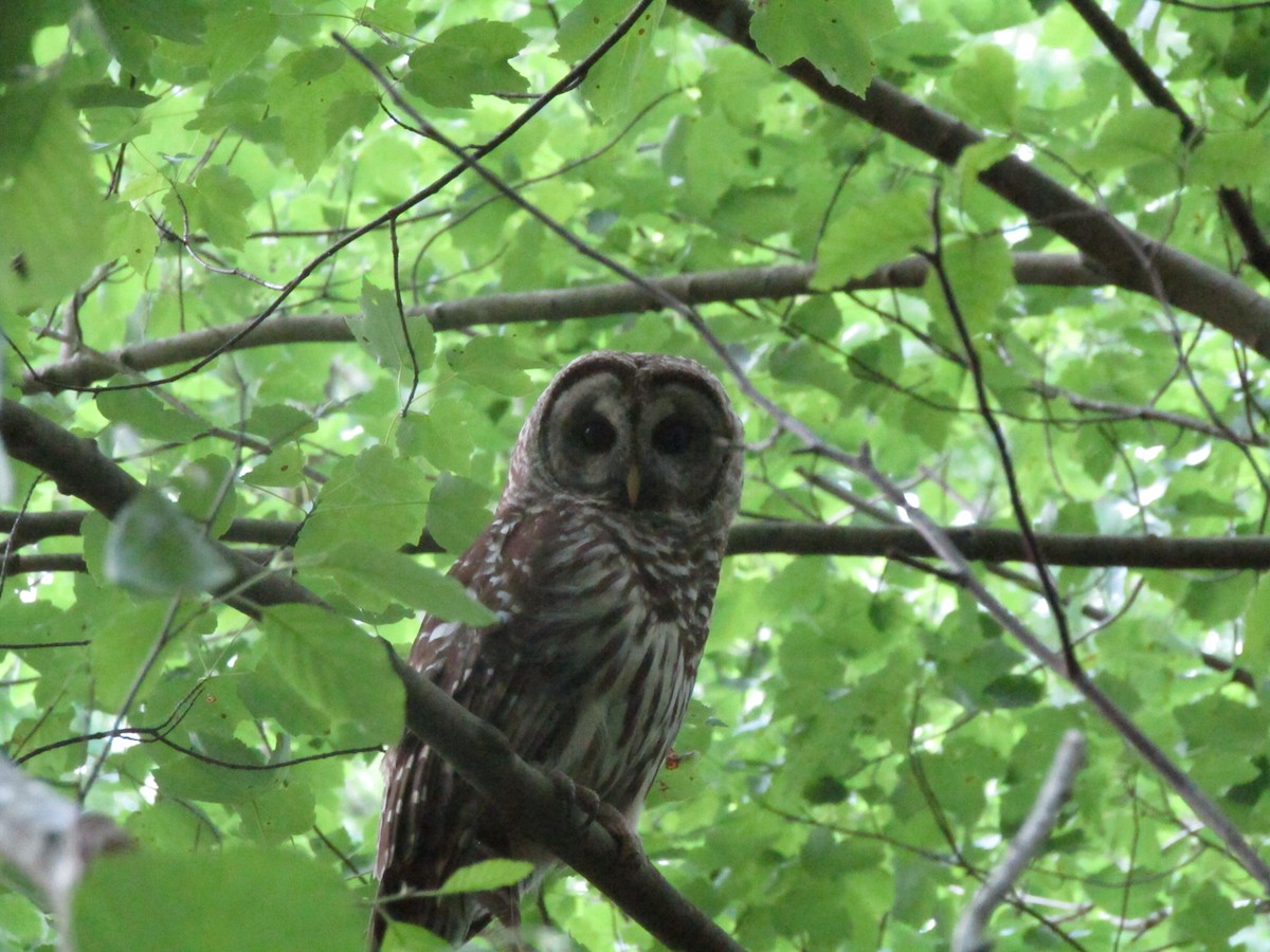 Barred Owl - ML334356591