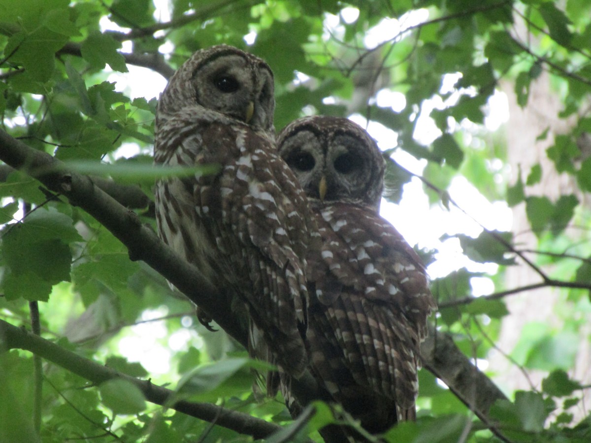 Barred Owl - ML334356641