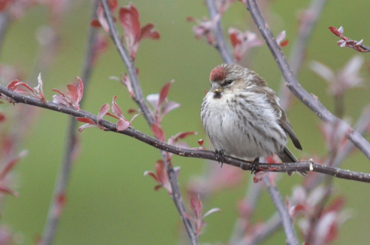 Common Redpoll - Deane Atherton