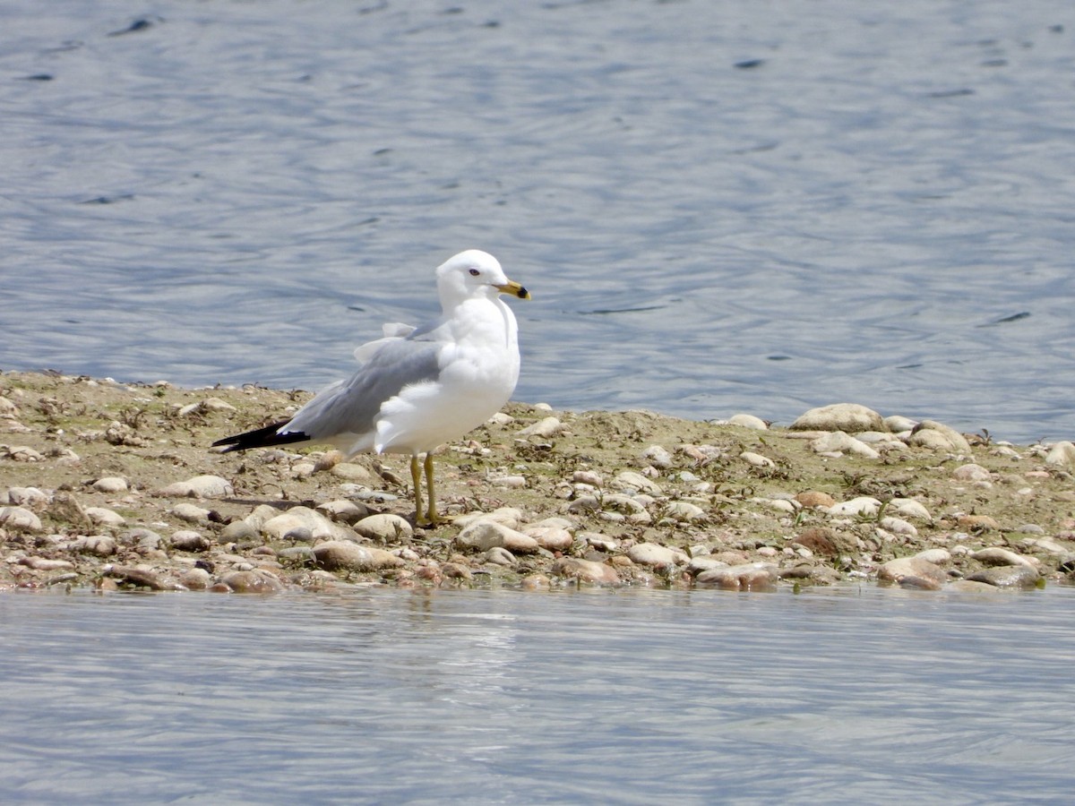 Ring-billed Gull - Anonymous