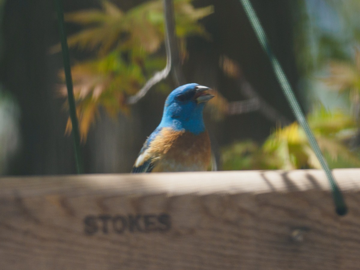 Lazuli Bunting - ML334362481