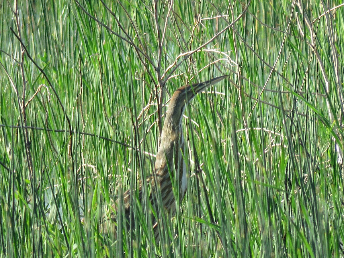 American Bittern - ML334364411