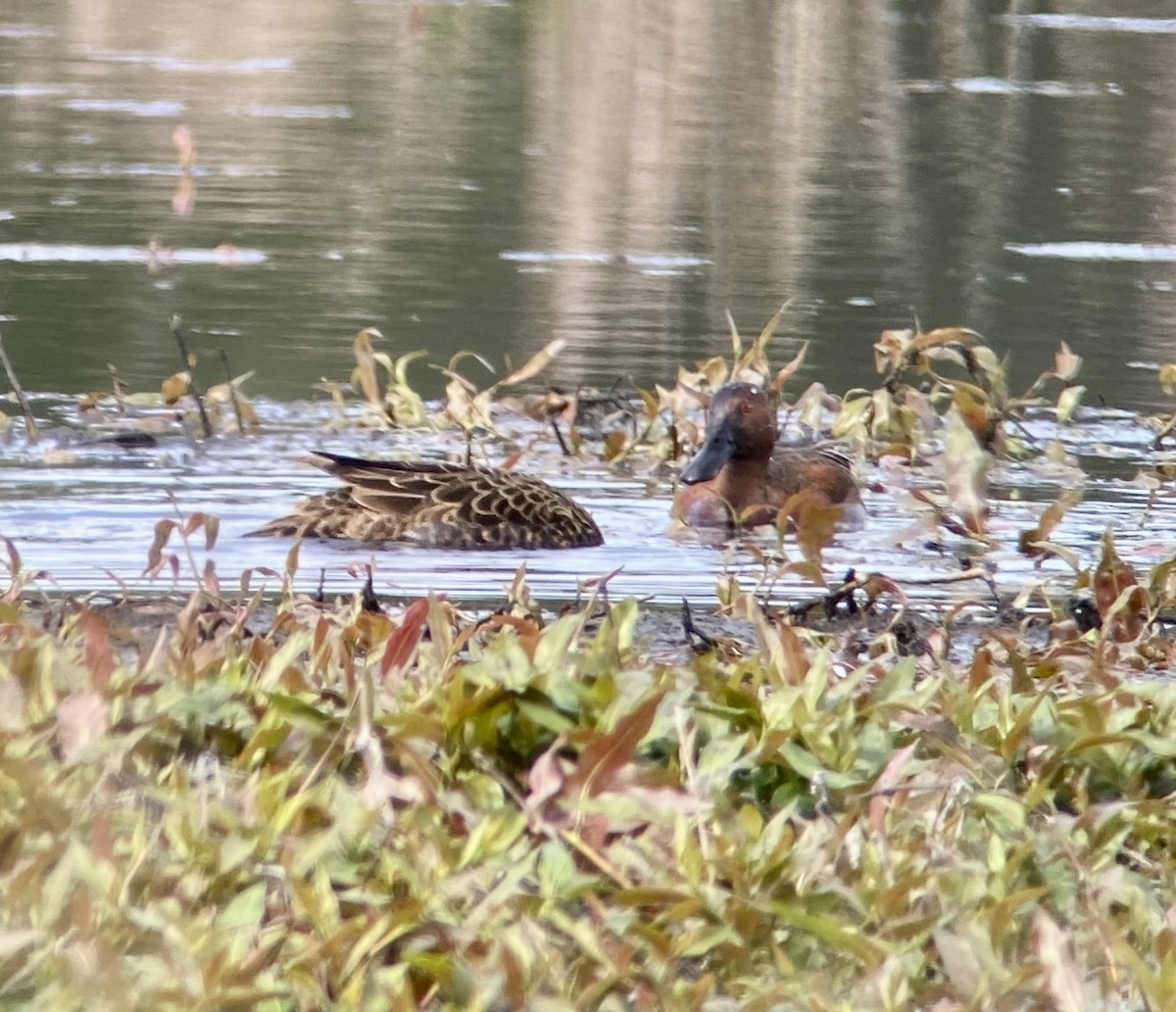 Cinnamon Teal - Greg Harrington