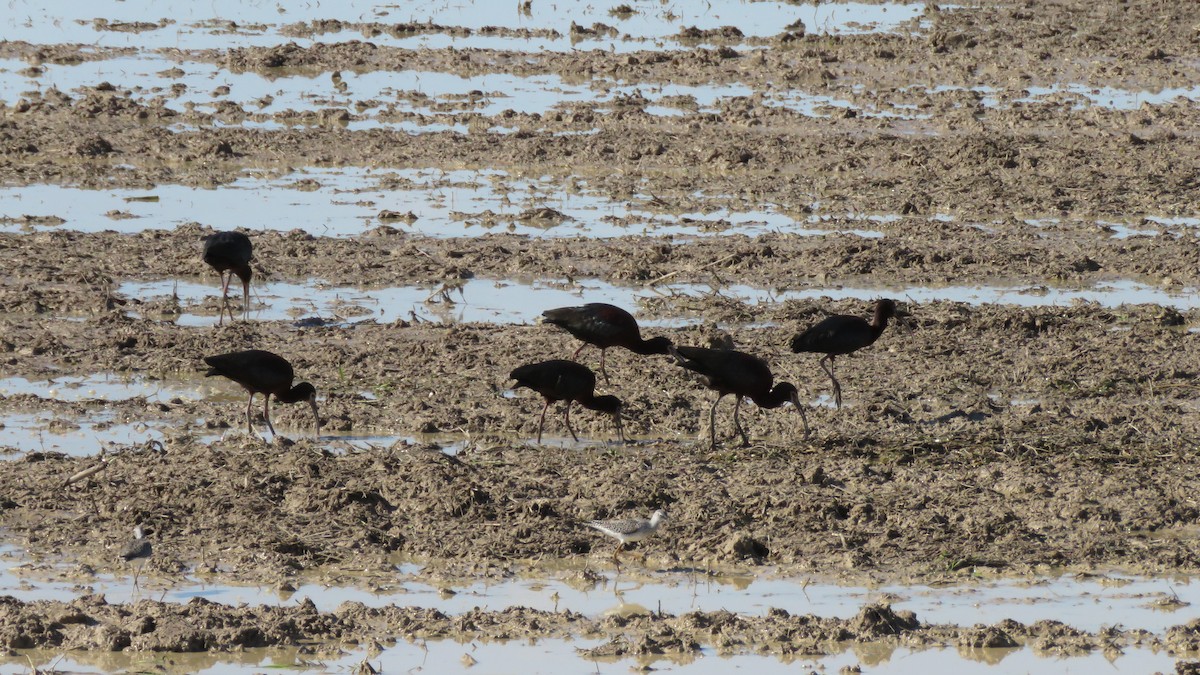 White-faced Ibis - ML334368491