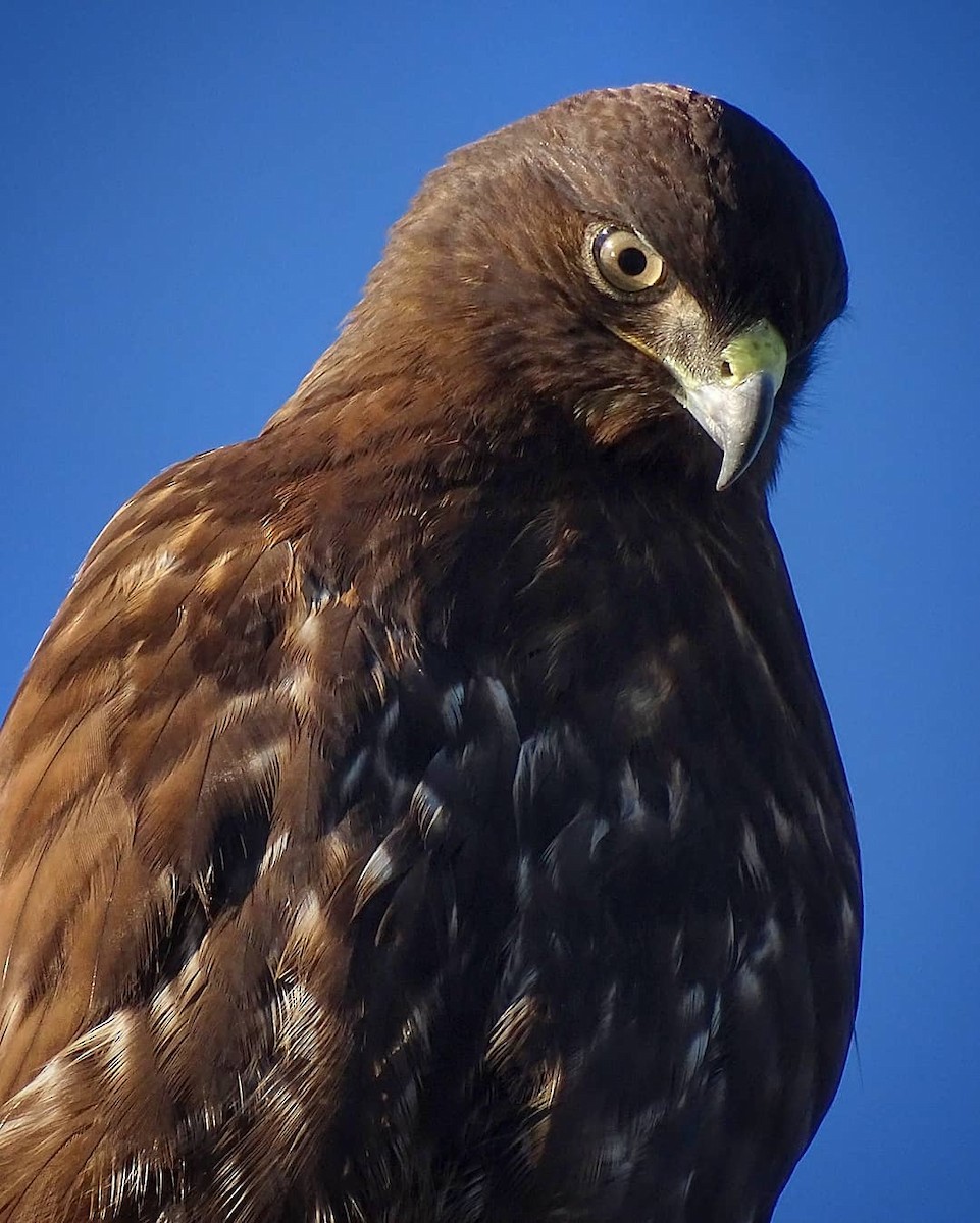 Rufous-tailed Hawk - ML334368911