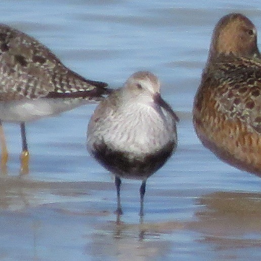 Dunlin - ML334369071