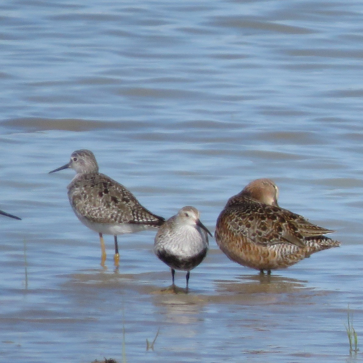 Dunlin - ML334369081