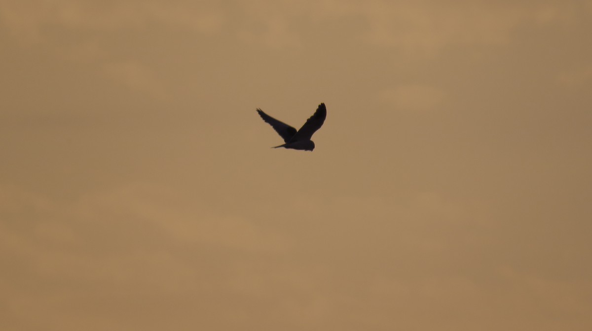 Black-winged Kite - Ricardo Salgueiro
