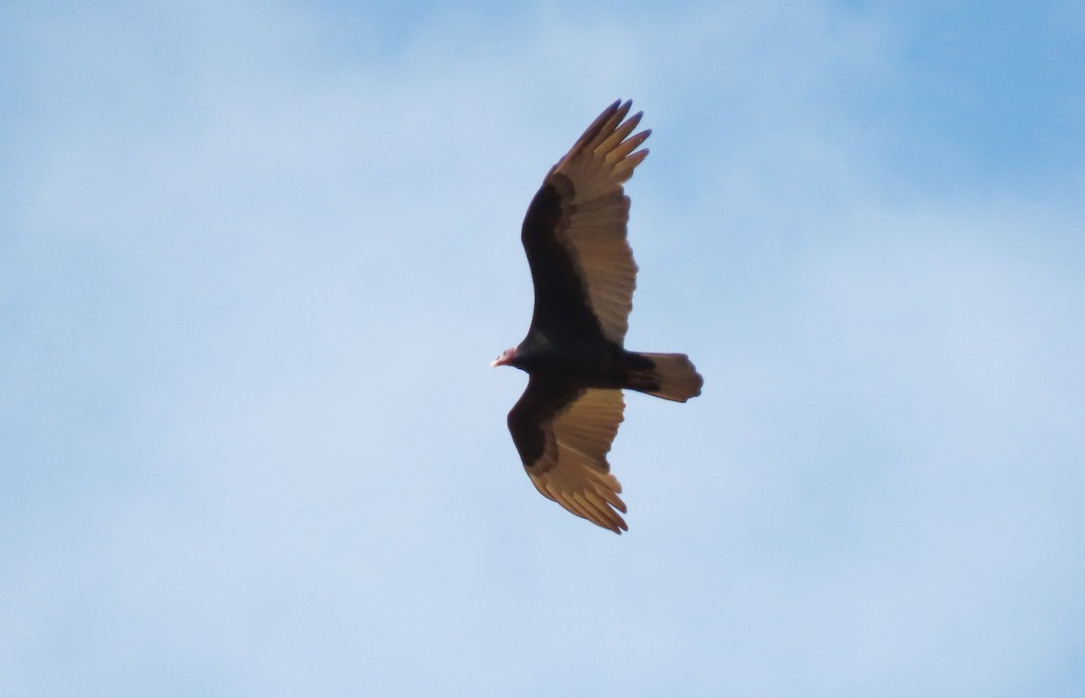 Turkey Vulture - ML334372311