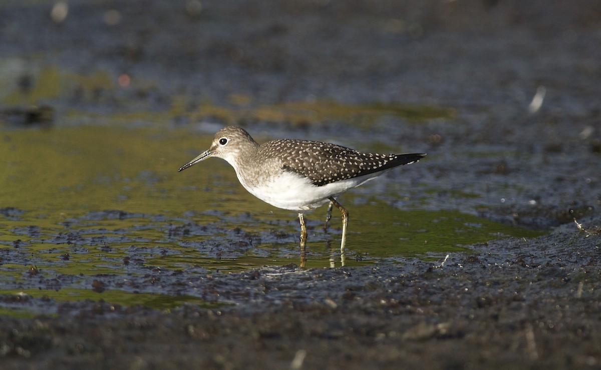 Solitary Sandpiper - Paul Gould