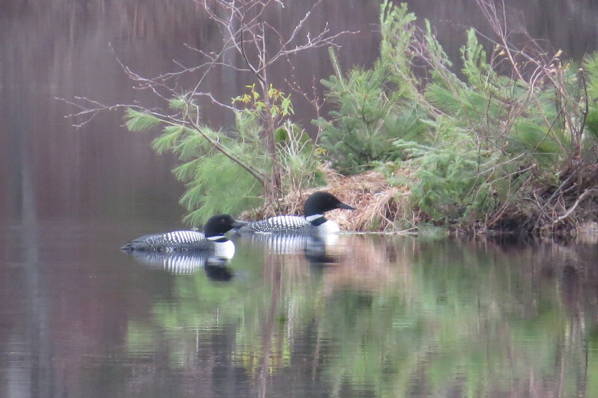 Common Loon - Anonymous