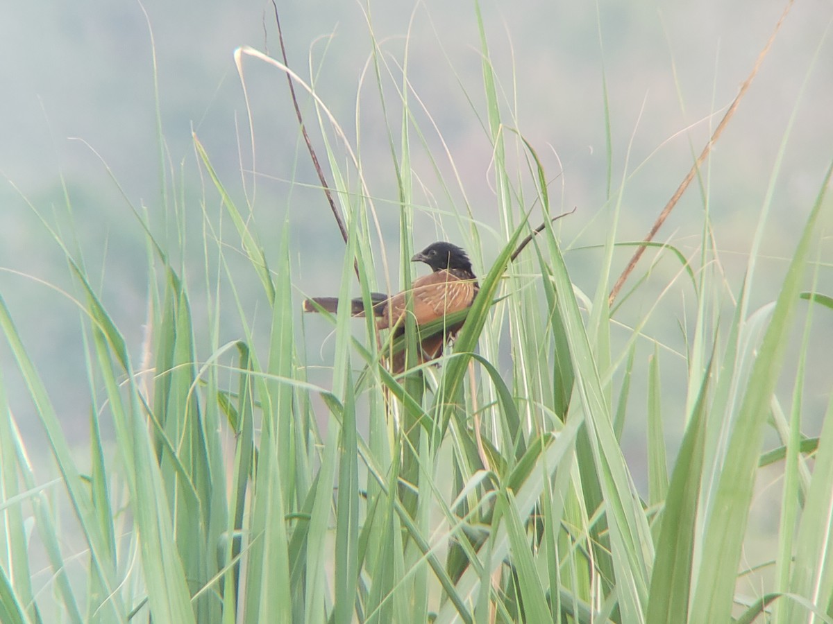 Lesser Coucal - ML334376611