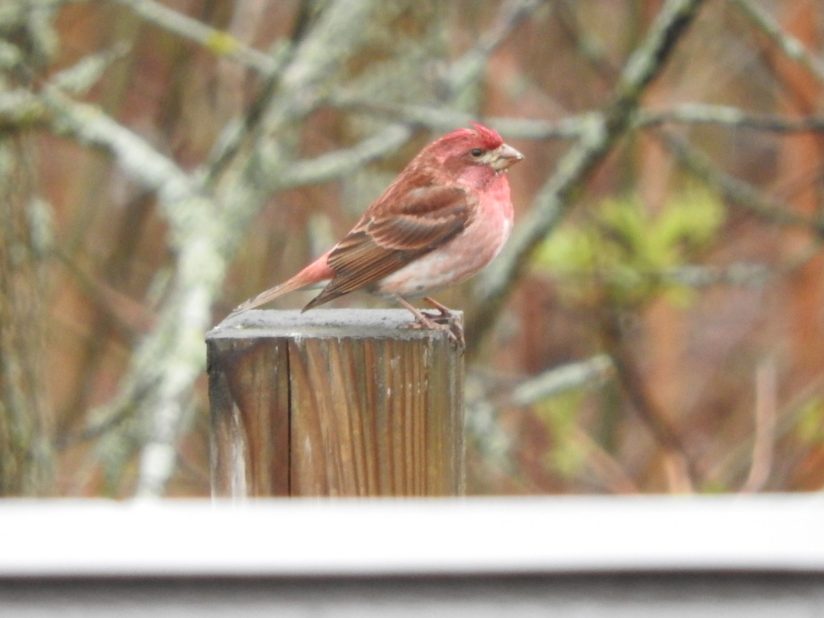 Purple Finch - ML334377181