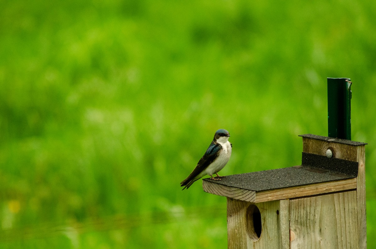 Tree Swallow - ML334378401