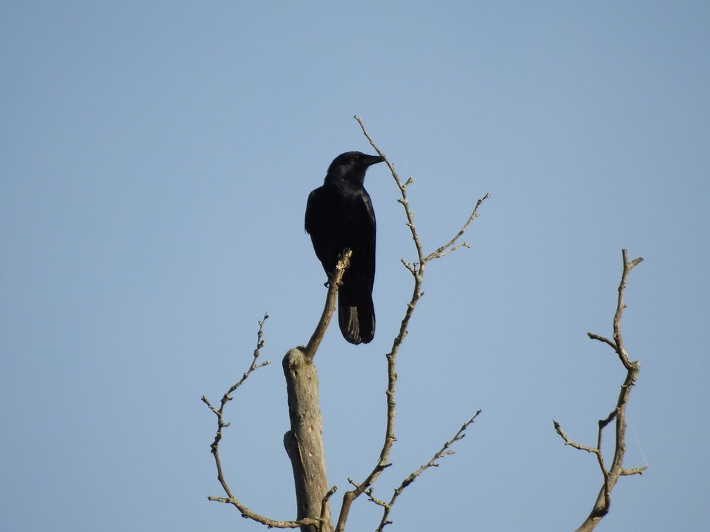 Fish Crow - ML334379201