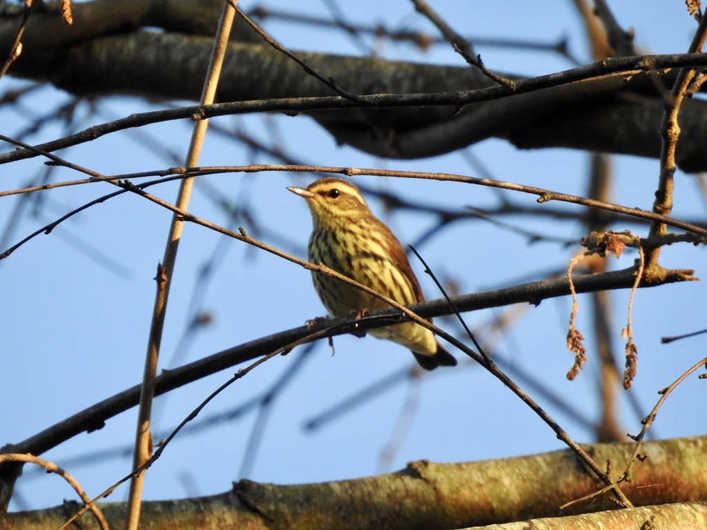 Northern Waterthrush - ML334379431