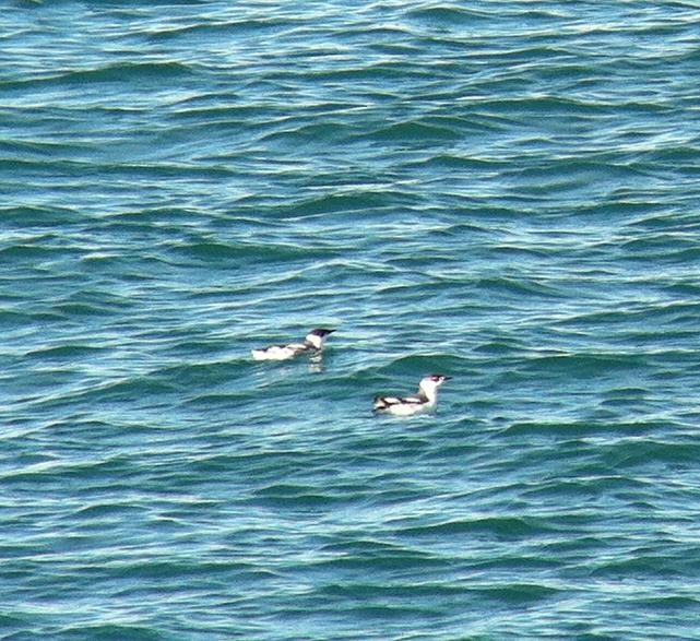 Marbled Murrelet - Elton Morel