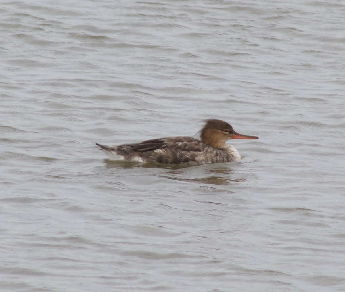 Red-breasted Merganser - ML334381961