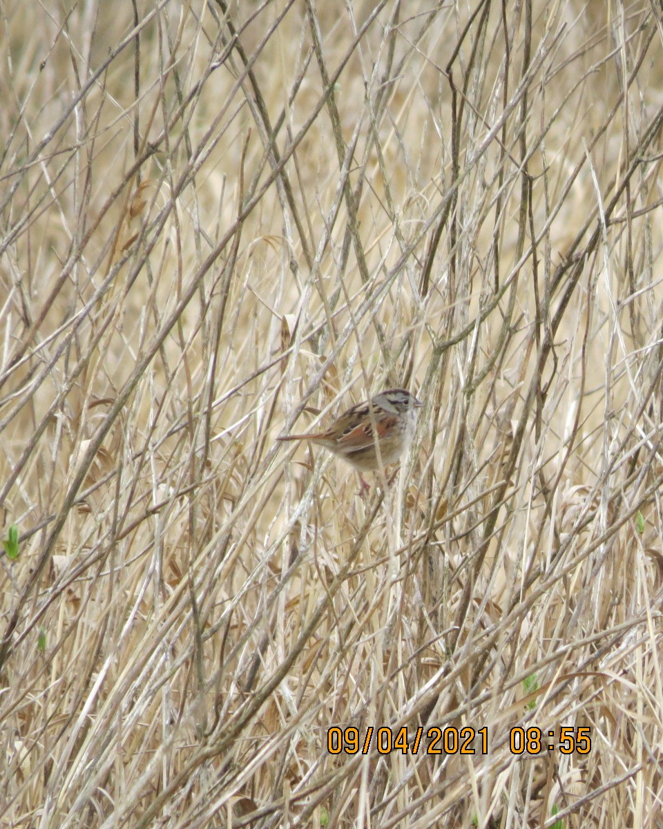 Swamp Sparrow - ML334382021
