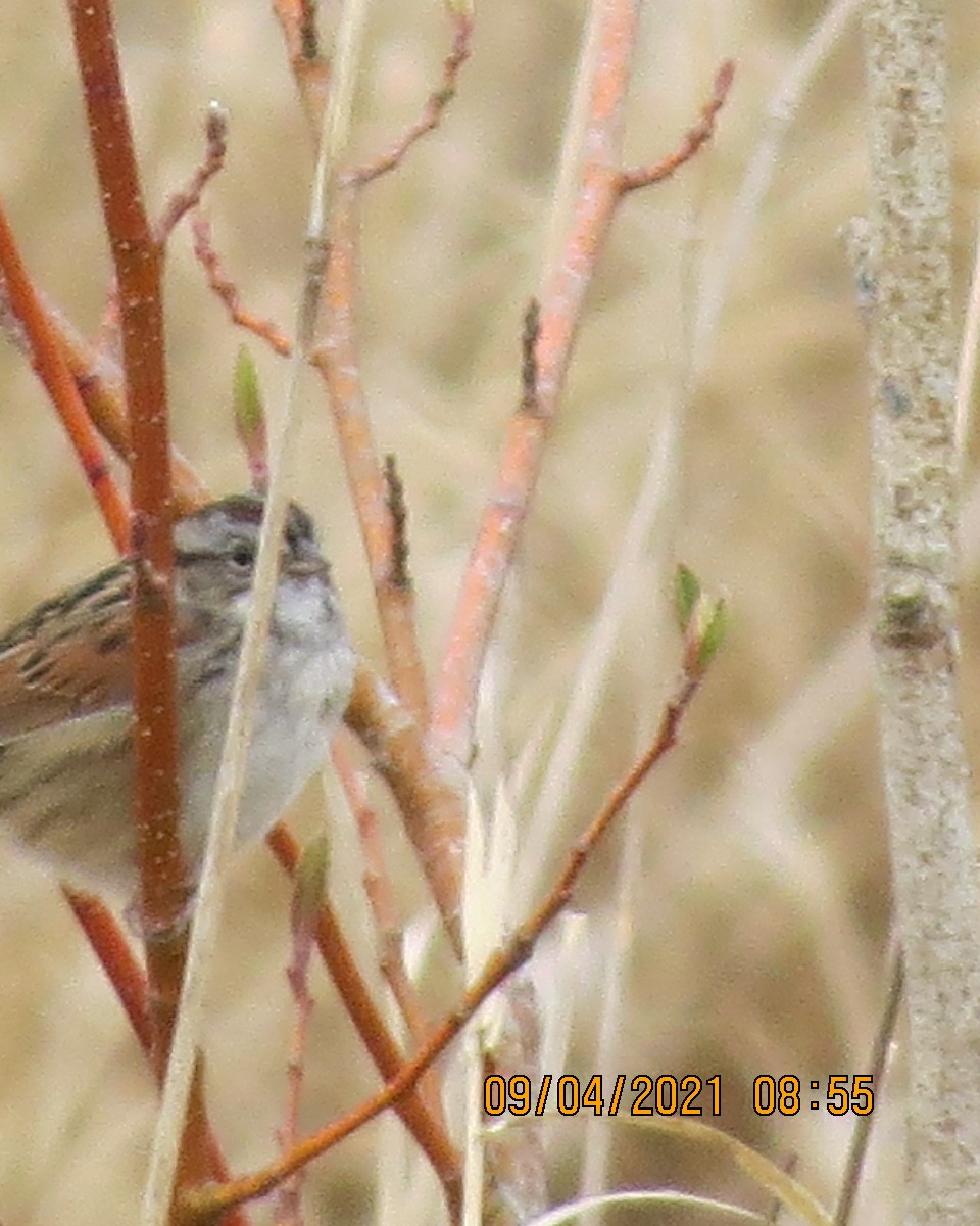 Swamp Sparrow - ML334382051