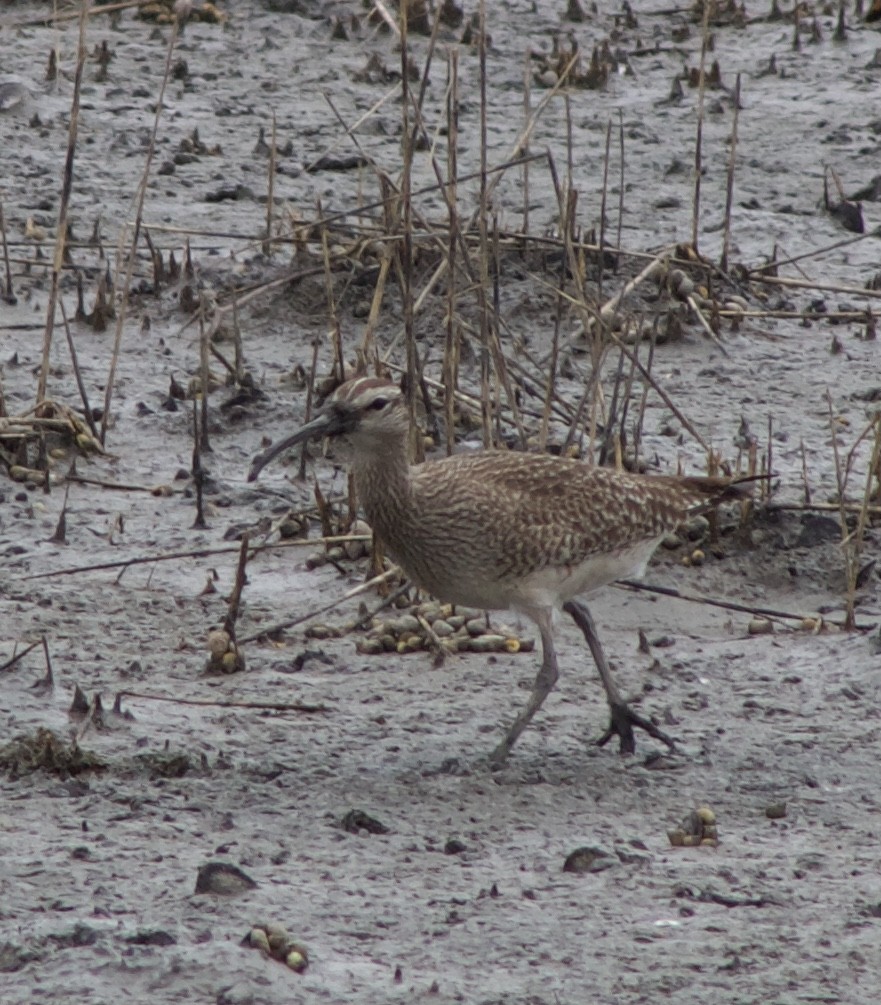 Hudsonian Whimbrel - ML334382061